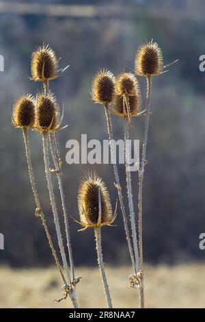 Cuillère à café Dipsacus fullonum devant un fond vert flou, Dipsacus Fullonum - une plante bisannuelle robuste. Les plantes ont des tiges piquantes liq Banque D'Images