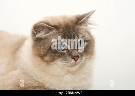 Chat sacré de Birmanie, Homme, chat de Birman Banque D'Images