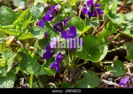 Alto odorata. Parfum-parfumé. Fleur violette forêt floraison au printemps. La première fleur de printemps, violette. Violettes sauvages dans la nature. Banque D'Images