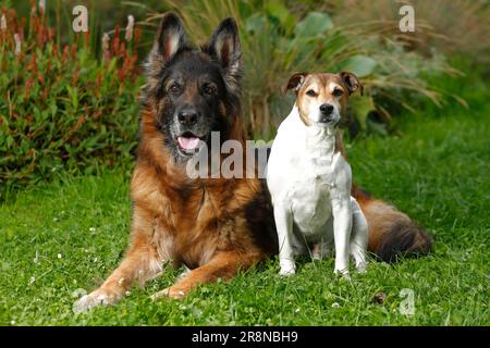 Parson Jack Russell Terrier, 9 ans, et German Shepherd Dog, 11 ans, German Shepherd Dog, Parson Russell Terrier, Old Dog Banque D'Images