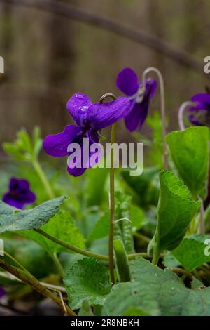 Alto odorata. Parfum-parfumé. Fleur violette forêt floraison au printemps. La première fleur de printemps, violette. Violettes sauvages dans la nature. Banque D'Images