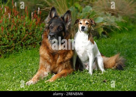 Parson Jack Russell Terrier, 9 ans, et German Shepherd Dog, 11 ans, German Shepherd Dog, Parson Russell Terrier, Old Dog Banque D'Images