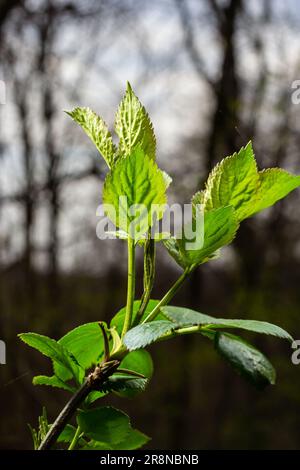 Grosses branches de bourgeons verts. Les jeunes feuilles vertes sortent des bourgeons verts épais. branches avec nouveau feuillage illuminées par le soleil de jour. Début du printemps. Banque D'Images