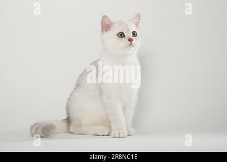 British Shorthair chat, chaton, argent-ombragé, BKH Banque D'Images