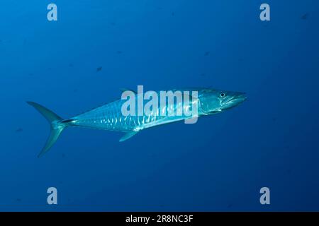 Wahoo (Acanthocybium solandri), Blue Corner, Palau, exempté, Micronésie Banque D'Images