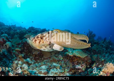 Broadclub Seiches (Sepia latimanus), Palau, Micronésie Banque D'Images