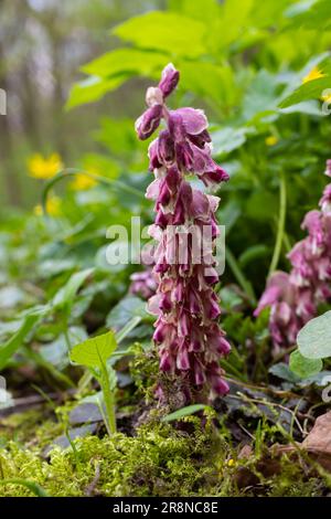 La plante Lathraea squamaria est un parasite dans les bois d'Europe. Fleurs roses de l'édenmoût commun en fleurs dans la forêt, plante parasite poussant sur le tre Banque D'Images