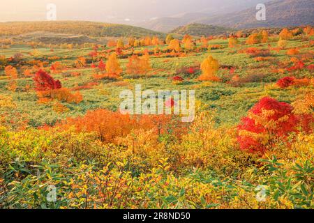 Feuilles d'automne de Hachimantai au soleil du matin Banque D'Images