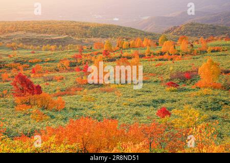 Feuilles d'automne de Hachimantai au soleil du matin Banque D'Images