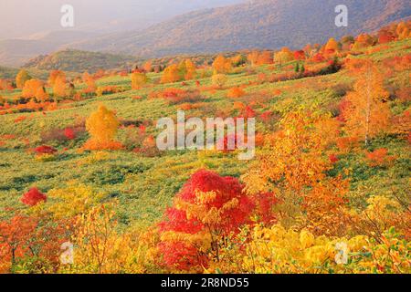 Feuilles d'automne de Hachimantai au soleil du matin Banque D'Images