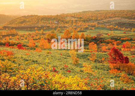 Feuilles d'automne de Hachimantai au soleil du matin Banque D'Images