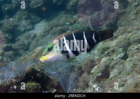 Wrasse de Thicklip barrée, Hemigymnus fasciatus, site de plongée des pyramides, Amed, Régence de Karangasem, Bali, Indonésie, Océan Indien Banque D'Images