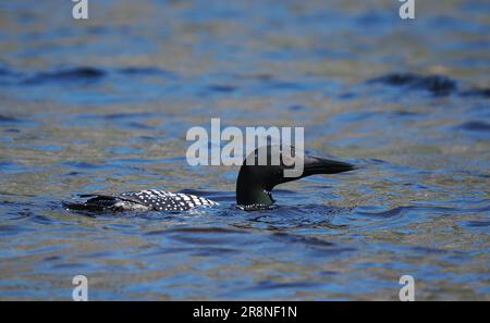 Ce grand plongeur du nord en pleine reproduction plumage sur un loch à Sutherland en juin! Banque D'Images