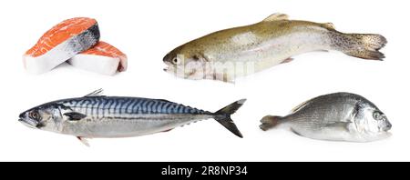 Collage avec différents types de poissons crus sur fond blanc Banque D'Images
