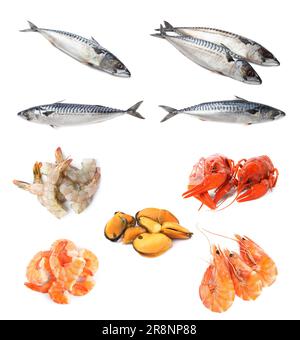 Collage avec différents fruits de mer sur fond blanc Banque D'Images