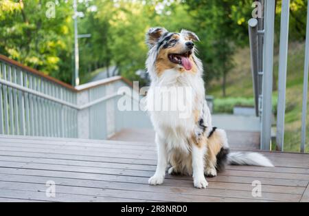 Portrait d'un magnifique chien bleu merle aussie dans un parc urbain. Mignon berger australien assis sur une chaussée en bois Banque D'Images