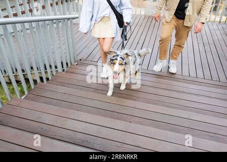 Deux personnes marchant leur chien australien, marchant sur des marches en bois dans le parc. Chien berger australien actif marchant sur une laisse dans un parc urbain Banque D'Images
