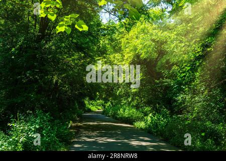 Route asphaltée parmi les arbres lors d'une journée ensoleillée dans le jardin botanique avec des rayons de soleil se brisant à travers les branches à l'été. Banque D'Images