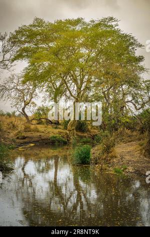Paysage fluvial avec végétation luxuriante et arbre de fièvre (barbelés jaunes)acacia (Acacia xanthophloea), parc national Kruger, Limpopo, Afrique du Sud. Banque D'Images