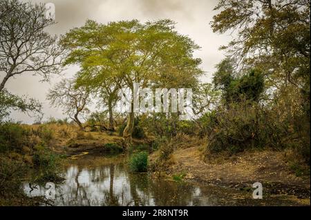 Paysage fluvial avec végétation luxuriante et arbre de fièvre (barbelés jaunes)acacia (Acacia xanthophloea), parc national Kruger, Limpopo, Afrique du Sud. Banque D'Images