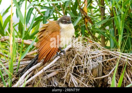 Coucal de Burchell (Centropus burchelli), Parc national Kruger, Afrique du Sud. Banque D'Images