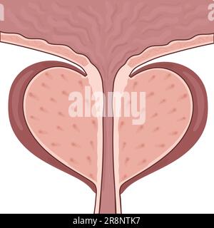 Prostate mâle normale isolée sur fond blanc. Partie de la vessie avec la prostate et l'urètre. Schéma médical vectoriel Illustration de Vecteur