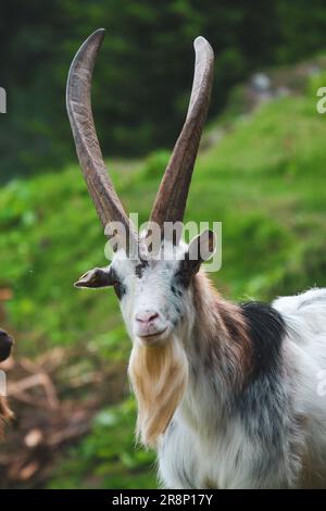 vieux buck de chèvre avec de longues cornes et bouée sur un pré vert de montagne à un jour d'été Banque D'Images