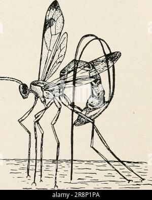 'Études élémentaires dans la vie des insectes' (1902) Banque D'Images