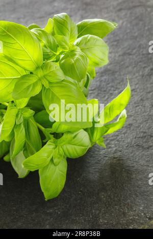 Basilic Herb série no 7, Ocimum Baslicum, Grand Basil, Basil doux, Basil génois. Banque D'Images