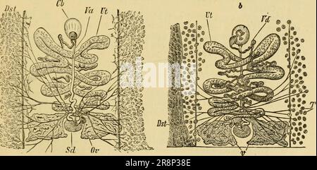 'Texte élémentaire-livre de zoologie, partie générale et partie spéciale: Protozoaires à insecta' (1892) Banque D'Images