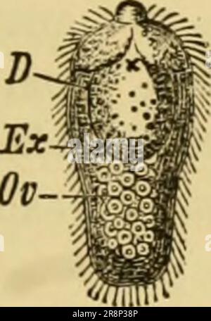 'Texte élémentaire-livre de zoologie, partie générale et partie spéciale: Protozoaires à insecta' (1892) Banque D'Images