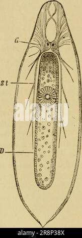 'Texte élémentaire-livre de zoologie, partie générale et partie spéciale: Protozoaires à insecta' (1892) Banque D'Images