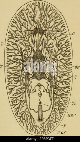 'Texte élémentaire-livre de zoologie, partie générale et partie spéciale: Protozoaires à insecta' (1892) Banque D'Images