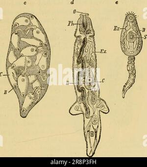 'Texte élémentaire-livre de zoologie, partie générale et partie spéciale: Protozoaires à insecta' (1892) Banque D'Images