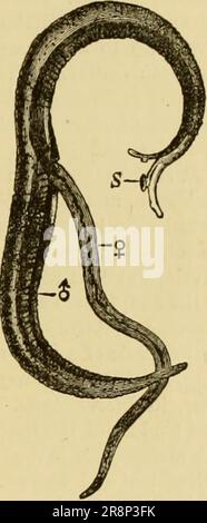 'Texte élémentaire-livre de zoologie, partie générale et partie spéciale: Protozoaires à insecta' (1892) Banque D'Images