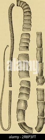 'Texte élémentaire-livre de zoologie, partie générale et partie spéciale: Protozoaires à insecta' (1892) Banque D'Images