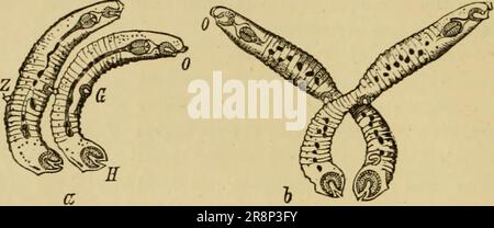 'Texte élémentaire-livre de zoologie, partie générale et partie spéciale: Protozoaires à insecta' (1892) Banque D'Images
