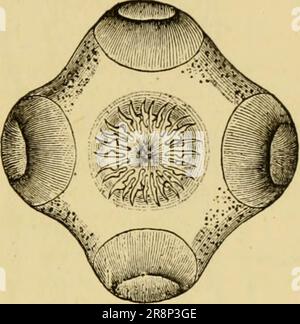 'Texte élémentaire-livre de zoologie, partie générale et partie spéciale: Protozoaires à insecta' (1892) Banque D'Images