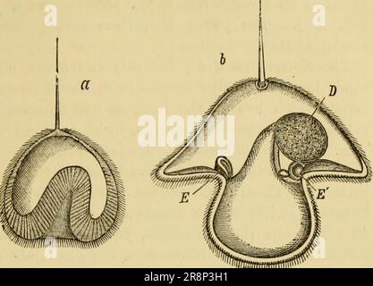 'Texte élémentaire-livre de zoologie, partie générale et partie spéciale: Protozoaires à insecta' (1892) Banque D'Images