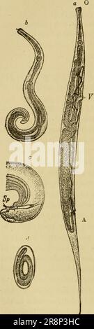 'Texte élémentaire-livre de zoologie, partie générale et partie spéciale: Protozoaires à insecta' (1892) Banque D'Images
