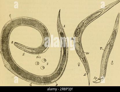 'Texte élémentaire-livre de zoologie, partie générale et partie spéciale: Protozoaires à insecta' (1892) Banque D'Images