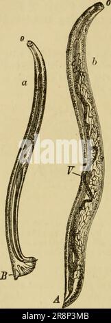 'Texte élémentaire-livre de zoologie, partie générale et partie spéciale: Protozoaires à insecta' (1892) Banque D'Images