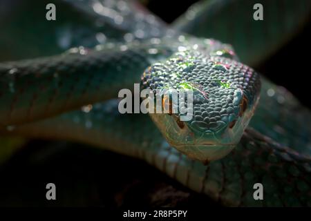 A White-Lipped Island Pit Viper, originaire d'Indonésie et du Timor oriental. Également appelé le Viper de la Pit de l'île de Sunda. Probablement ne vous tuera pas si vous êtes mordu Banque D'Images