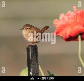Un wren UK (troglodytes troglodytes) sur un montant de garde-corps. Une grande fleur de pavot est en arrière-plan. Banque D'Images