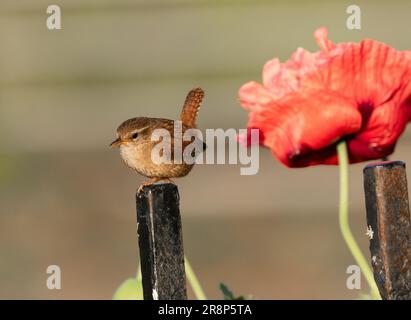 Un wren UK (troglodytes troglodytes) sur un montant de garde-corps. Une grande fleur de pavot est en arrière-plan. Banque D'Images