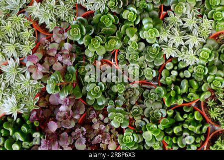 Vue de dessus de la variété de cactus dans un pot. Banque D'Images