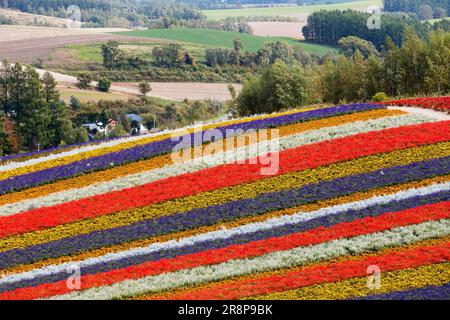 Champ de fleurs à Shikisai no Oka Banque D'Images