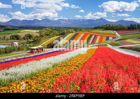 Champ de fleurs à Shikisai no Oka Banque D'Images