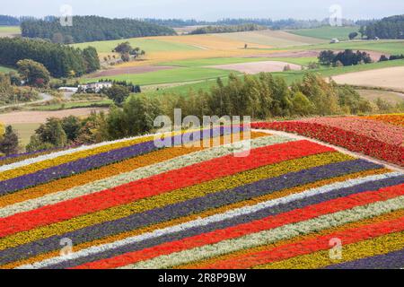 Champ de fleurs à Shikisai no Oka Banque D'Images