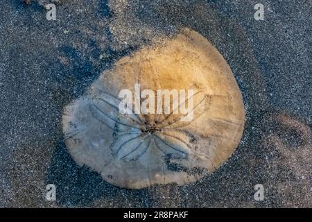 Dollars de sable excentrique, Dendraster excentricus, squelette sur la plage de Hobuck, nation Makah, péninsule olympique, État de Washington, États-Unis [Licence éditoriale o Banque D'Images